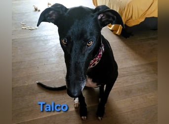 Talco geb. 06/2024 (in Deutschland) - liebenswerter junger Galgo!