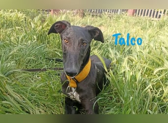Talco geb. 06/2024 (in Deutschland) - wunderschöner, liebenswerter junger Galgo!