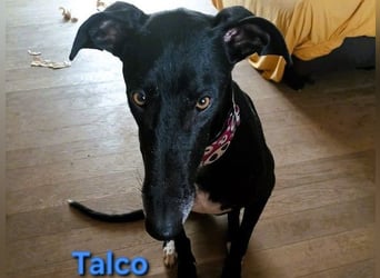 Talco geb. 06/2024 (in Deutschland) - wunderschöner, liebenswerter junger Galgo!