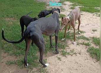 Talco geb. 06/2024 (in Deutschland) - wunderschöner, liebenswerter junger Galgo!