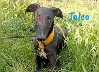 Talco geb. 06/2024 (in Deutschland) - wunderschöner, liebenswerter junger Galgo!
