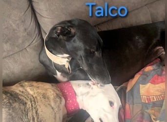 Talco geb. 06/2024 (in Deutschland) - wunderschöner, liebenswerter junger Galgo!