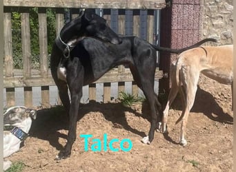 Talco geb. 06/2024 (in Deutschland) - wunderschöner, liebenswerter junger Galgo!