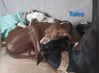 Talco geb. 06/2024 (in Deutschland) - wunderschöner, liebenswerter junger Galgo!