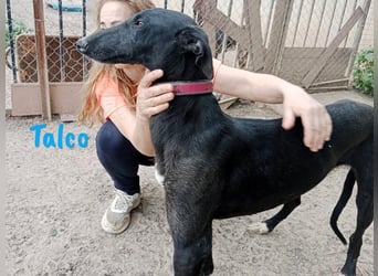 Talco geb. 06/2024 (in Deutschland) - wunderschöner, liebenswerter junger Galgo!