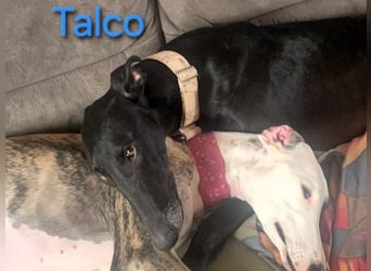 Talco geb. 06/2024 (in Deutschland) - liebenswerter junger Galgo!