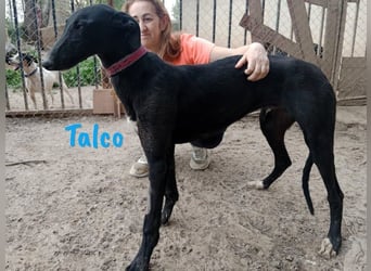 Talco geb. 06/2024 (in Deutschland) - wunderschöner, liebenswerter junger Galgo!