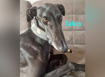 Talco geb. 06/2024 (in Deutschland) - wunderschöner, liebenswerter junger Galgo!