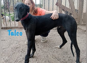 Talco geb. 06/2024 (in Deutschland) - liebenswerter junger Galgo!