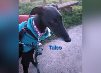Talco geb. 06/2024 (in Deutschland) - wunderschöner, liebenswerter junger Galgo!