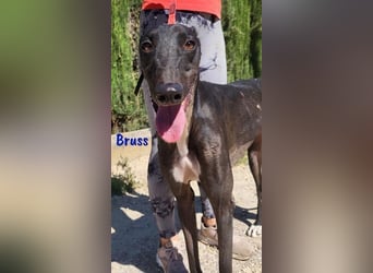 Bruss geb. 01/2023 (in Deutschland) - sanfter Traumgalgo!