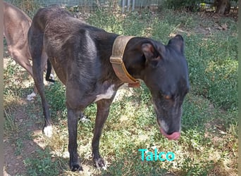 Talco geb. 06/2024 (in Deutschland) - wunderschöner, liebenswerter junger Galgo!
