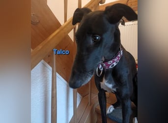 Talco geb. 06/2024 (in Deutschland) - wunderschöner, liebenswerter junger Galgo!