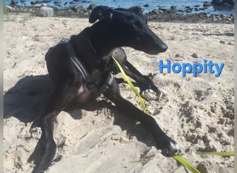 Hoppity geb. 04/2023 (ESP) - freundlicher Galgo sucht seine Familie mit Hundekumpel!