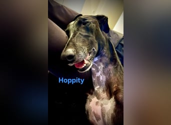 Hoppity geb. 04/2023 (ESP) - freundlicher Galgo sucht seine Familie mit Hundekumpel!
