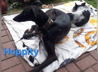 Hoppity geb. 04/2023 (ESP) - freundlicher Galgo sucht seine Familie mit Hundekumpel!