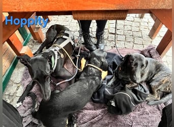 Hoppity geb. 04/2023 (ESP) - freundlicher Galgo sucht seine Familie mit Hundekumpel!