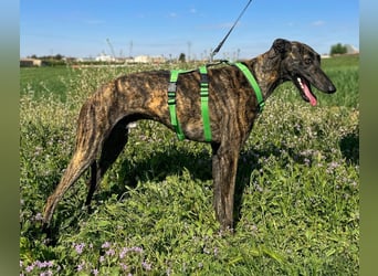 Bingo - bezaubernd und freundlich