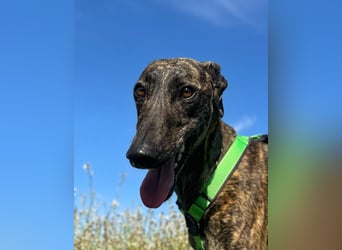 Bingo - bezaubernd und freundlich