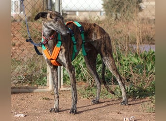 Joselito *PS in 834xx*