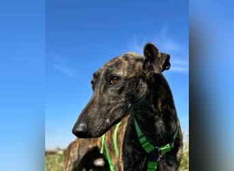 Bingo - bezaubernd und freundlich