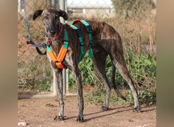 Joselito *PS in 834xx*