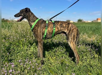 Bingo - bezaubernd und freundlich