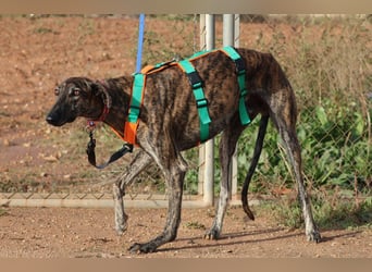 Joselito *PS in 834xx*