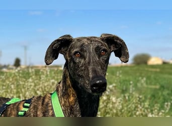 Bingo - bezaubernd und freundlich