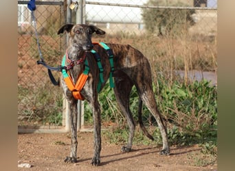 Joselito *PS in 834xx*