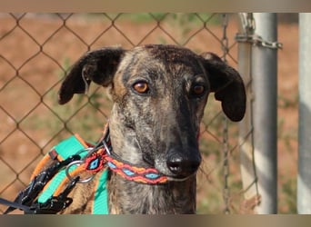 Joselito *PS in 834xx*