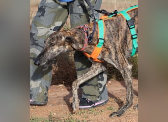 Joselito *PS in 834xx*