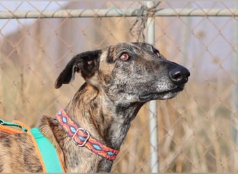 Joselito *PS in 834xx*