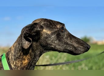 Bingo - bezaubernd und freundlich