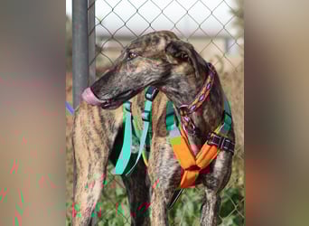 Joselito *PS in 834xx*