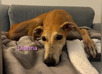 Dianna geb. 06/2022 (in der Schweiz) - offene, verschmuste und ausgeglichene Galga!