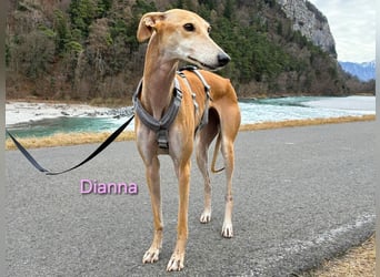 Dianna geb. 06/2022 (in der Schweiz) - offene, verschmuste und ausgeglichene Galga!