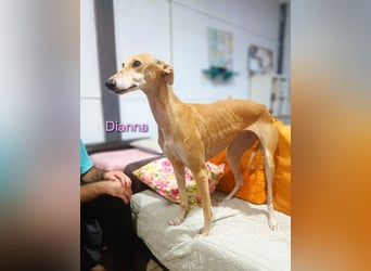 Dianna geb. 06/2022 (in der Schweiz) - offene, verschmuste und ausgeglichene Galga!