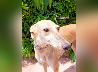 Dianna geb. 06/2022 (in der Schweiz) - offene, verschmuste und ausgeglichene Galga!