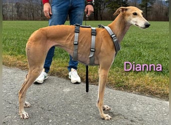 Dianna geb. 06/2022 (in der Schweiz) - offene, verschmuste und ausgeglichene Galga!