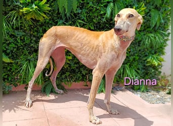 Dianna geb. 06/2022 (in der Schweiz) - offene, verschmuste und ausgeglichene Galga!