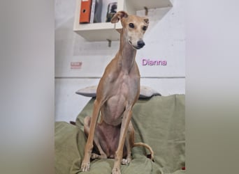 Dianna geb. 06/2022 (in der Schweiz) - offene, verschmuste und ausgeglichene Galga!