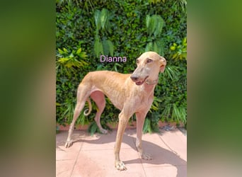 Dianna geb. 06/2022 (in der Schweiz) - offene, verschmuste und ausgeglichene Galga!