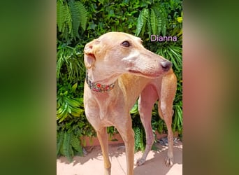 Dianna geb. 06/2022 (in der Schweiz) - offene, verschmuste und ausgeglichene Galga!