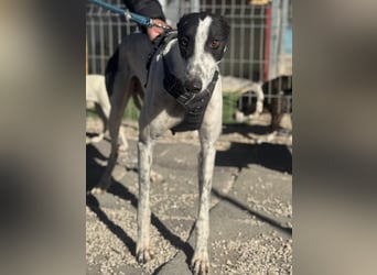 Napoli, hübscher sozialer Galgobub