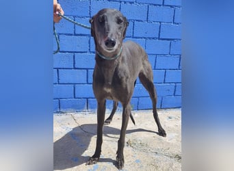 Athena - wunderschöne Galga mit dunklem Fell sucht ihr Zuhause