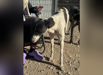 Chantelle, sucht ein warmes Körbchen