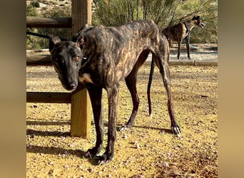 Candela, träumt von einem warmen Körbchen