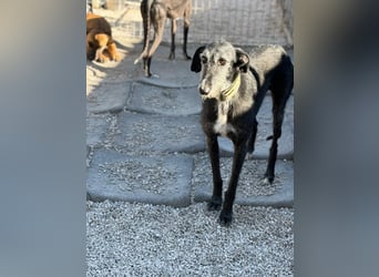 Carbón , ein bezaubernder Rauhaar Galgo