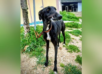 Mandi - junge und katzenfreundliche Galga mit besonderem Gesicht und viel Lebensfreude